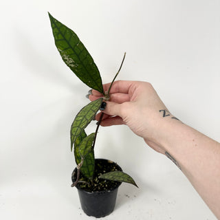 Hoya finlaysonii (Black) [#1872]
