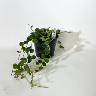 Hoya sp. aff. serpens [#2135]