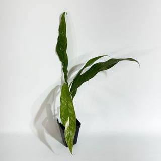 Z-5097 - Rhaphidophora megasperma variegata