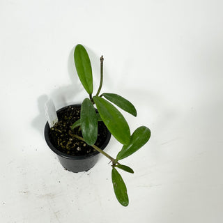 Hoya revolubilis [#2335]