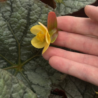 Begonia 'Steve's Leaves Saxon's Dream'