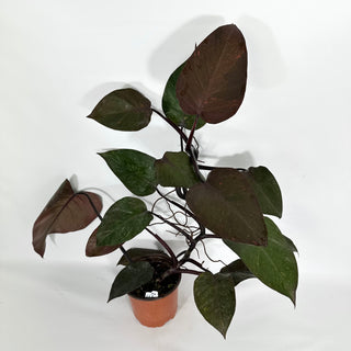 Z-4625 - Philodendron 'Orange Princess' (Non-TC)