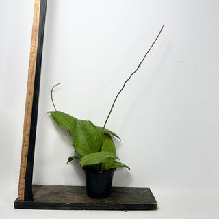 Hoya sp. Aceh Gomas [#1602]