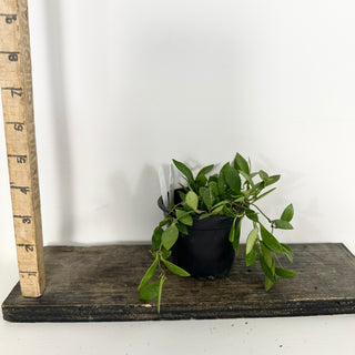 Hoya 'Mini Pixie' [#2371]