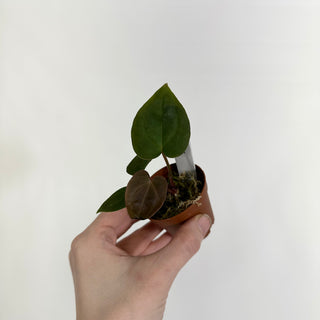 Z-4425 - Anthurium 'Dimples' x self - 2 Seedlings