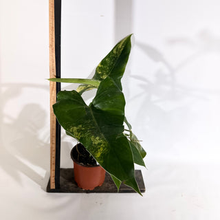 Philodendron domesticum variegata (Non-TC) [#1974]