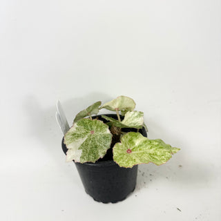 Begonia 'Rouge' [#1913]