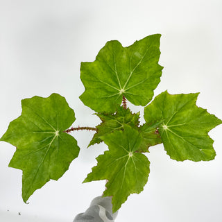 Begonia 'Ricinifolia' [#2127]