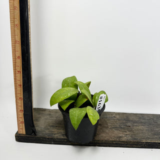 Hoya elmeri (splash) [#1635]