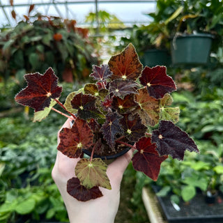 Begonia 'Hallow's Eve'