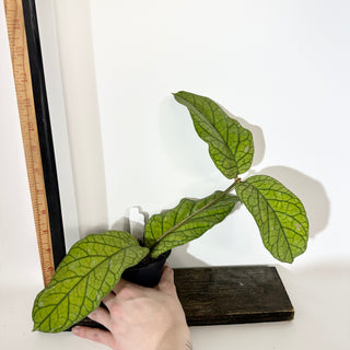 Hoya meredithii [#2142]