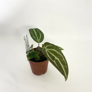 Anthurium 'Blue Velvet' x self - 3 Seedlings [#1654]