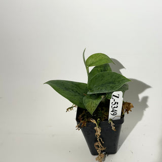 Z-5349 - Scindapsus pictus 'Green Army'