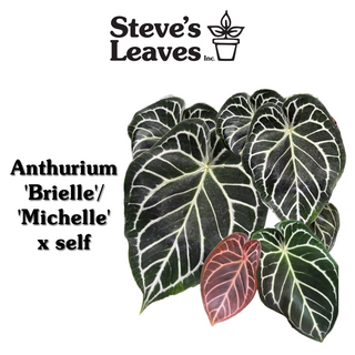 Anthurium 'Brielle'/'Michelle' x self - 2 Seedlings [#1480]