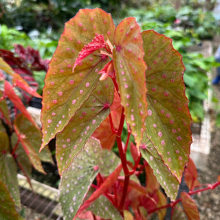 Begonia malachosticta