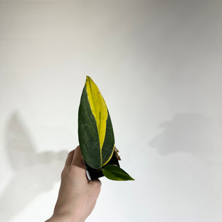 Z-4923 - Scindapsus coriaceus variegated