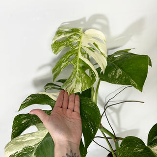 Z-4775 - Monstera deliciosa var. borsigiana albo-variegata