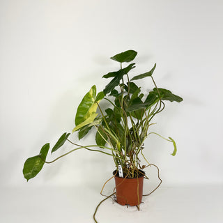 Philodendron 'Burle Marx' variegated [#2115]