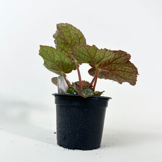 Begonia 'Almost Home' [#2136]