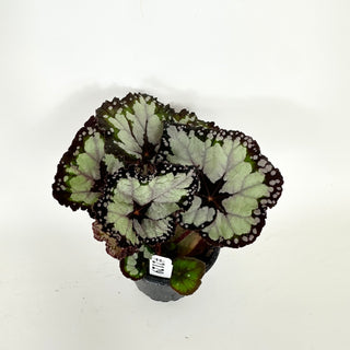 Begonia 'Dolce Vita' [#2129]