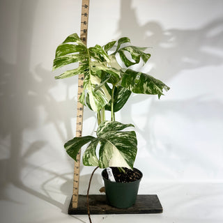 Z-5023 - Monstera deliciosa var. borsigiana albo-variegata