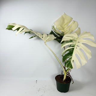 Monstera deliciosa var. borsigiana albo-variegata [#2350]