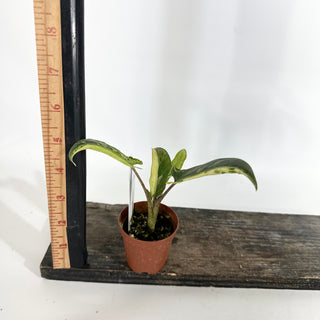 Alocasia lauterbachiana (aurea) [#1956]