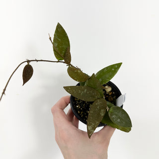 Hoya caudata (Sumatra) [#1787]