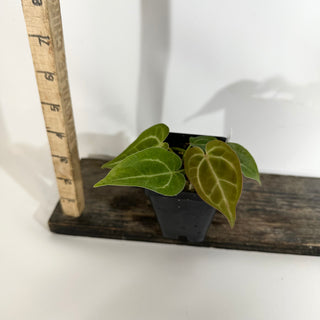 Anthurium magnificum/‘Silver Blush' x 'Arnold Schwarzenegger' [#1894]
