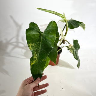Philodendron domesticum variegata (Non-TC) [#1974]