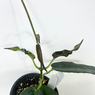 Hoya macgillivrayi [#2461]