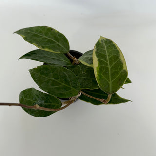 Hoya sp. Tanggamus albo-marginata