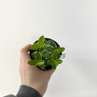 Hoya cumingiana albo-marginata [#1604]