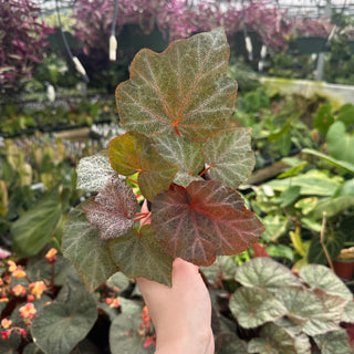 Begonia 'Robin'