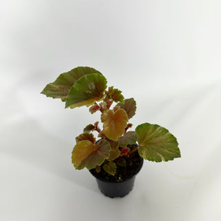 Z-4545 - Begonia cucullata (variegated)