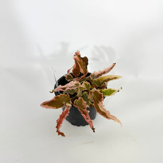 Begonia 'Dainty Spray' (Sport) [#1468]