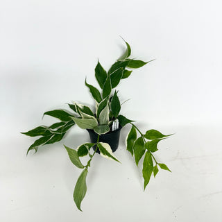 Hoya polyneura (outer variegated)