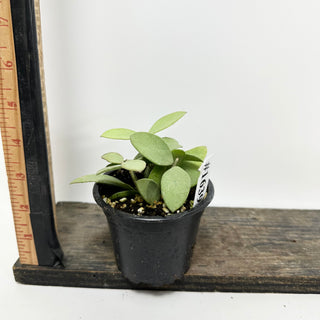 Hoya nummularioides (silver) [#1639]