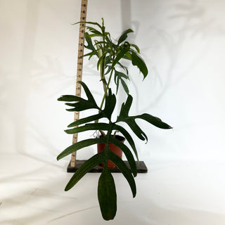Philodendron pedatum var. Quercifolium (Non-TC) [#1846]