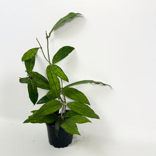 Hoya cv. finlaysonii x undulata [#2108]