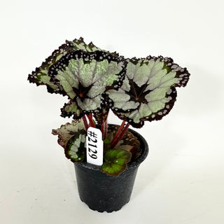 Begonia 'Dolce Vita' [#2129]