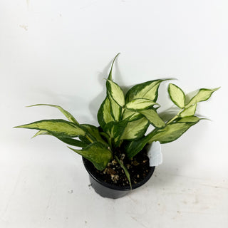 Hoya polyneura (inner variegated) [#1610]