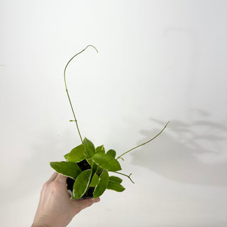 Hoya pimenteliana (outer variegated) [#2356]