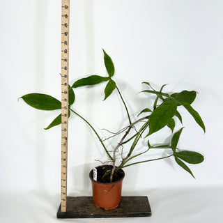 Philodendron micranthum (Non-TC) [#1541]