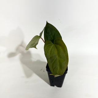 Anthurium 'Zara'/'Michelle' x indo portillae [#1786]