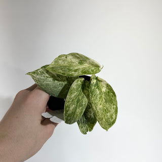 Z-4881 - Scindapsus pictus 'Peasun'