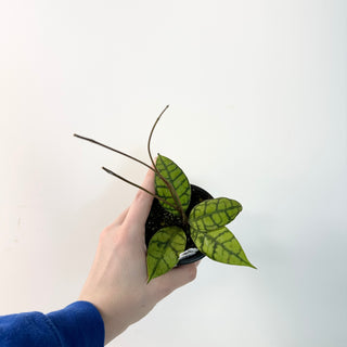 Hoya callistophylla (mottled) [#1657]