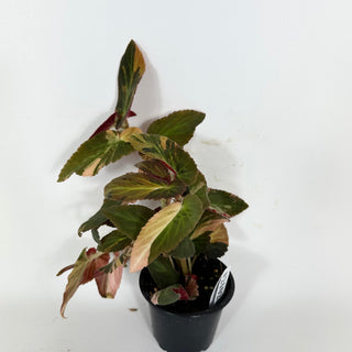 Begonia ‘Withlacoochee’ (Variegated) [#2102]