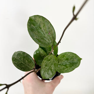 Hoya 'Michele' (Splash/Silver) [#1974]