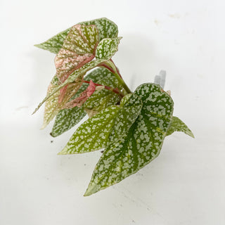 Begonia 'Snow Capped' (Variegated) [#2109]